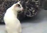 кіт п’є пепсі