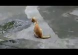 Основы звериного троллинга