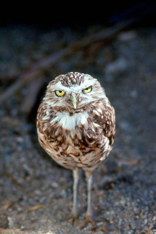 Похмельные совы