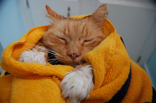 Няшные коты в полотенце