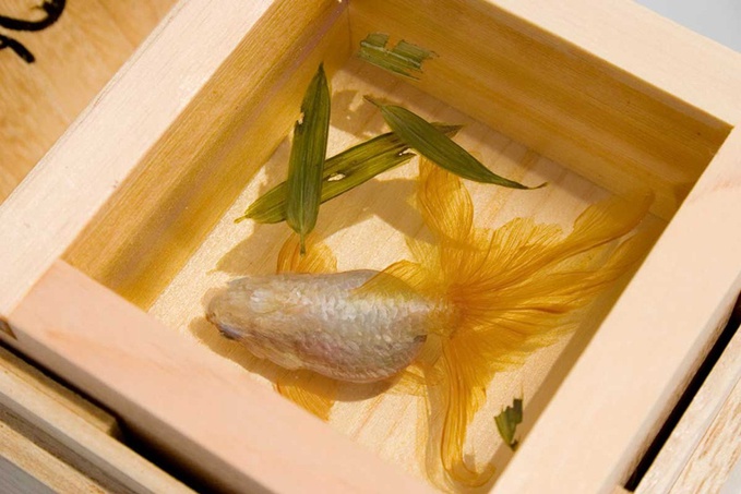 Спасение золотой рыбки