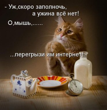 Вырубили инет?! Ищите кота!