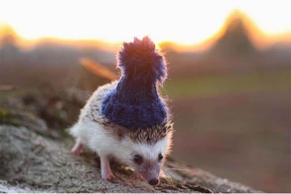 Няшный ежик в шапке