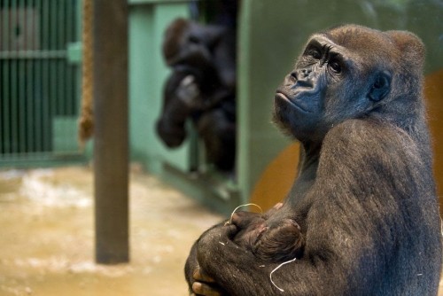 Чудо скотинушки:)