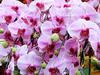 Орхидеи