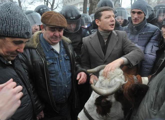 Олег Ляшко с коровой