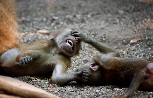 Смешные обезьяны