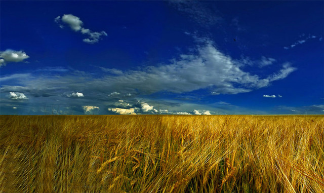 Украинское поле