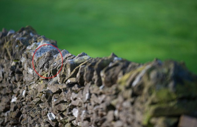 Найди сову. Маскировка: уровень Бог