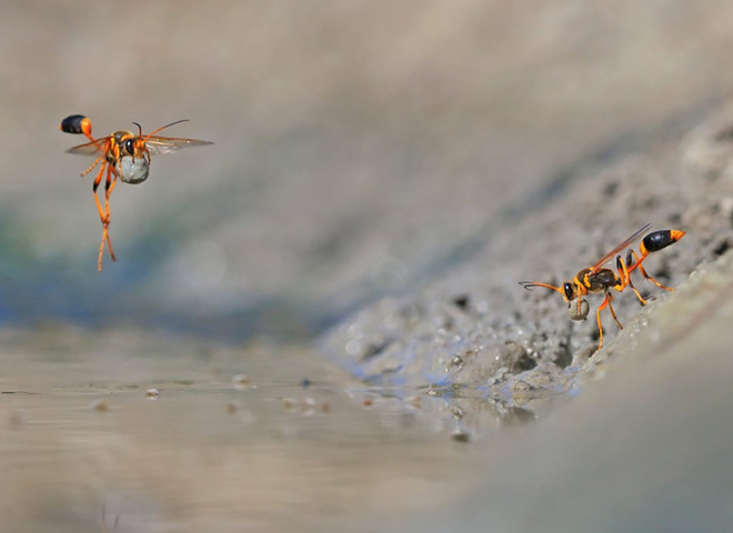 Wildlife Photographer of the Year 2018