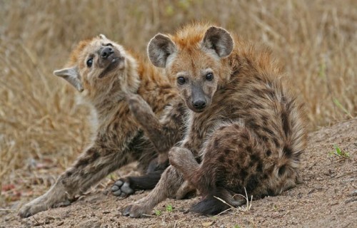 В мире животных