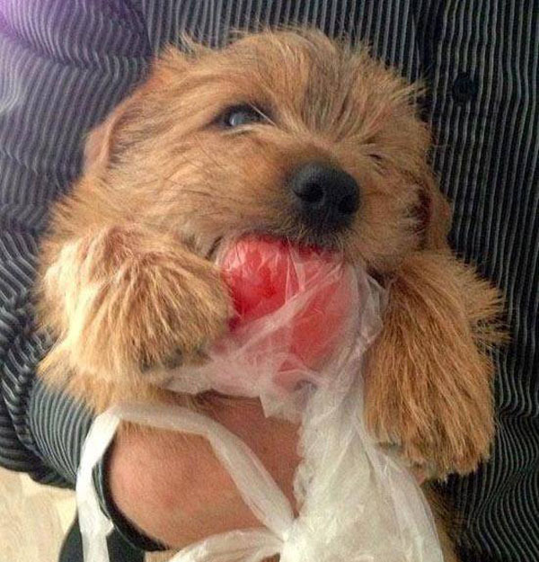 Самые очаровательные воришки