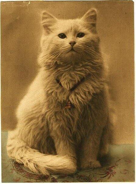 Одна из первых фотографий котов (1880-1890)