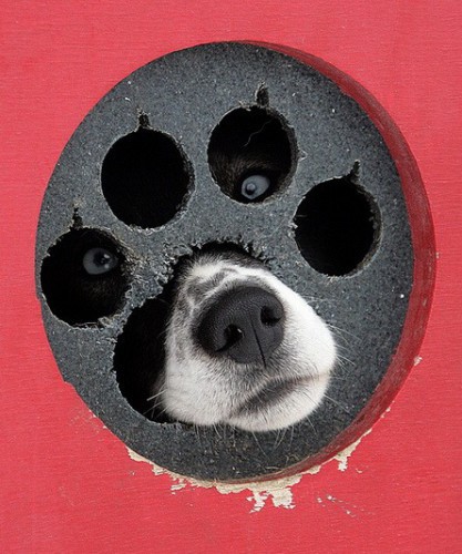 Смешные животные