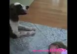 Успокоил ребёнка )))