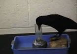 birdbrain
