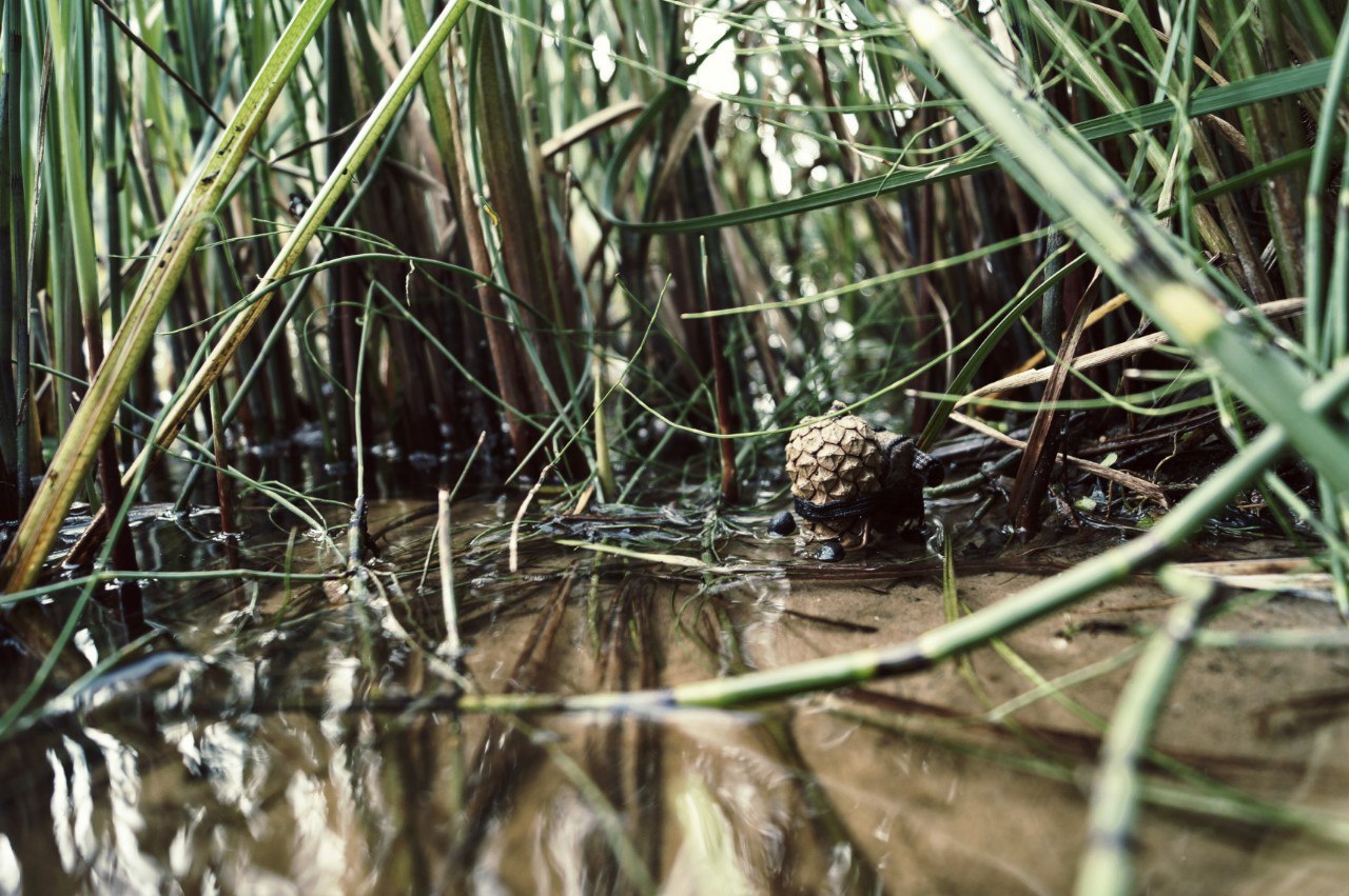 #ПутешествиеСосновойШишки часть 7