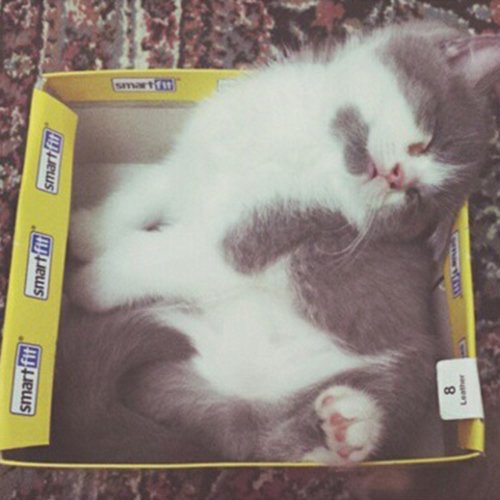 Обожатели коробок