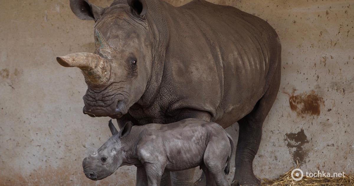 Сколько носорогов родилось в 2002 году. Новорожденный детёныш носорога. Новорожденный суматранский носорог. Белый носорог детеныш. Фото новорожденных Носорогов.