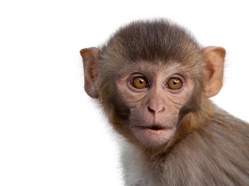 Гороскоп на рік Мавпи 2016 для всіх знаків Зодіаку