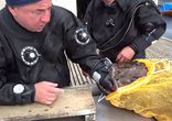 Нападение Морского Черта на дайвера (видео прикол)