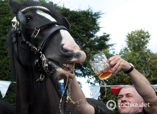 кони пьют пиво