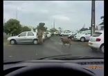 Баран нападает на людей