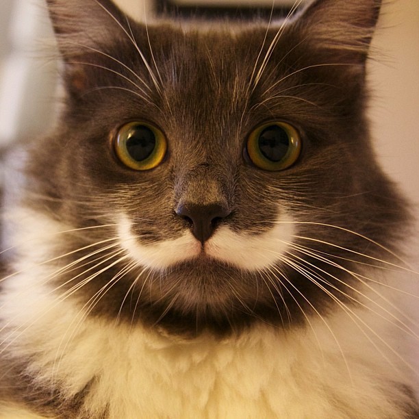 КотикиКотики