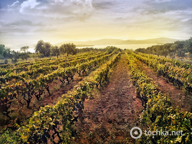 Топ-15 живописных виноградников мира