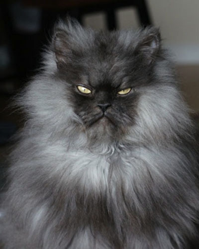 Colonel Meow (Полковник Мяу)