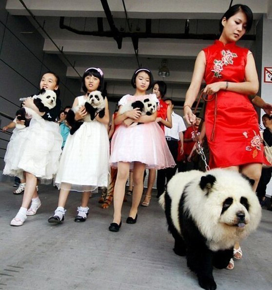 Необычная собака - панда