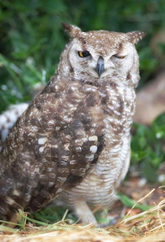 Похмельные совы