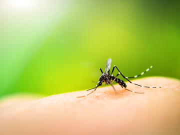 Алергія на укуси комарів