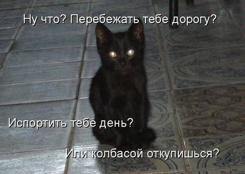 ТОП лучших котоматриц