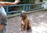 Собака умеет считать видео!!!