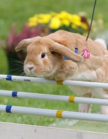 кроличьи бега