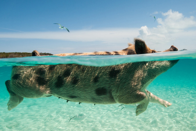 Незвичайний туризм: Острів плаваючих свинок