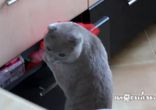 Кот попался на горячем
