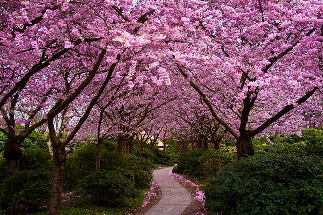 Найбільш весняне свято: О-ханамі в Японії