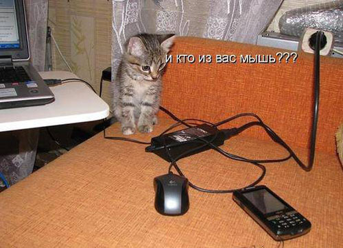 ТОП лучших котоматриц