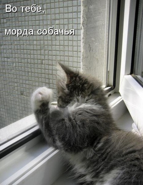 Смешные котики Прикольні картинки на fun.tochka.net від 5 Березня, 2012