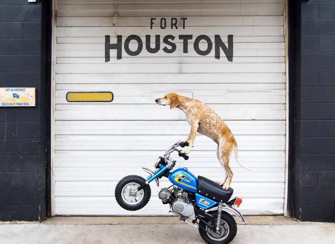 Невероятные приключения собаки-путешественницы Мэдди по Америке