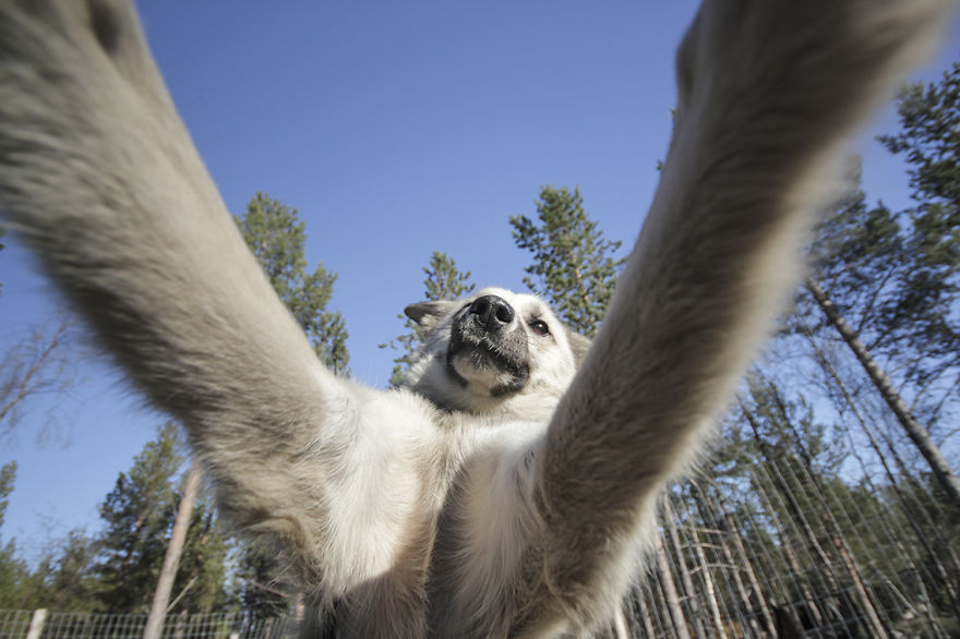 Собаки, которые любят селфи