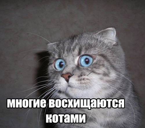 Котэ & девушки & сиськи
