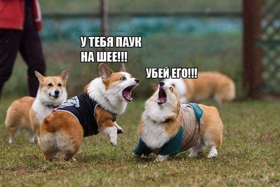 ТОП лучших котоматриц