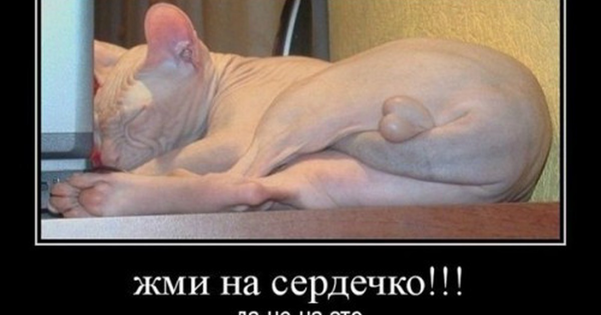 Яйца кота