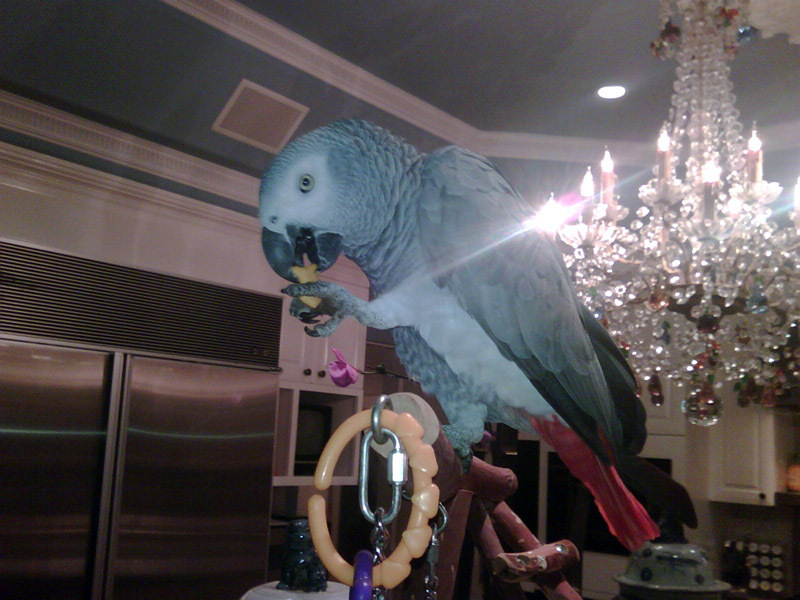 Пэрис Хилтон