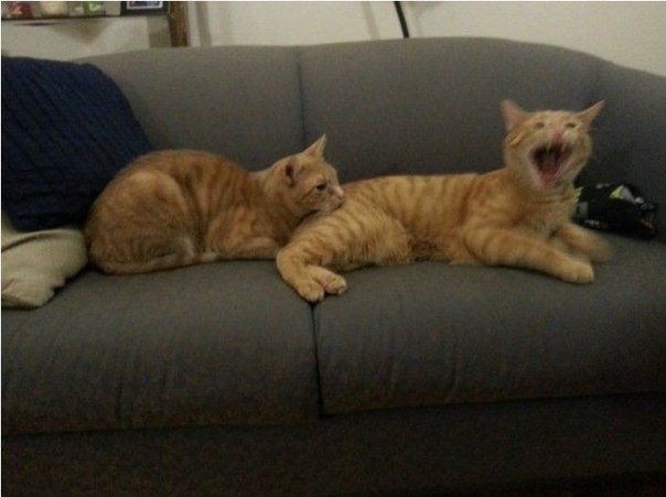 Смешные фотки "Котэ атакует!"