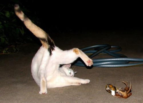 Котэ акробаты