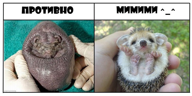 Прикольная подборка "Противно & Мимими"